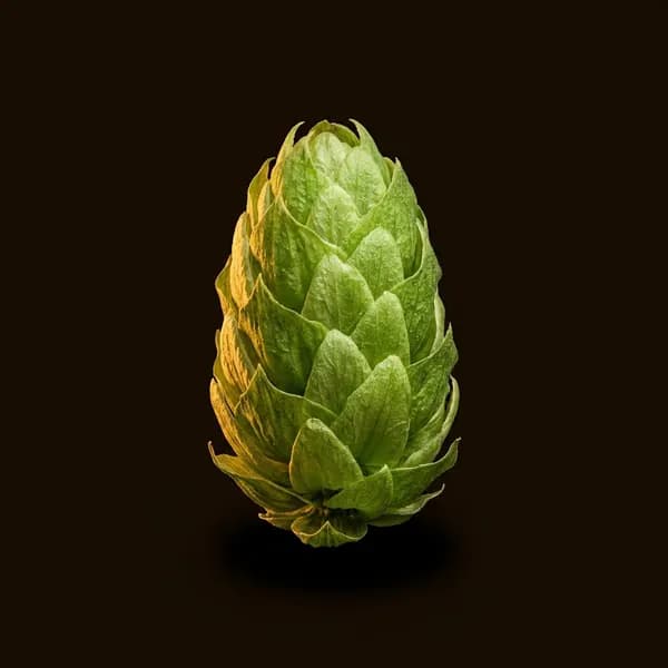 Cône de houblon vert sur fond sombre